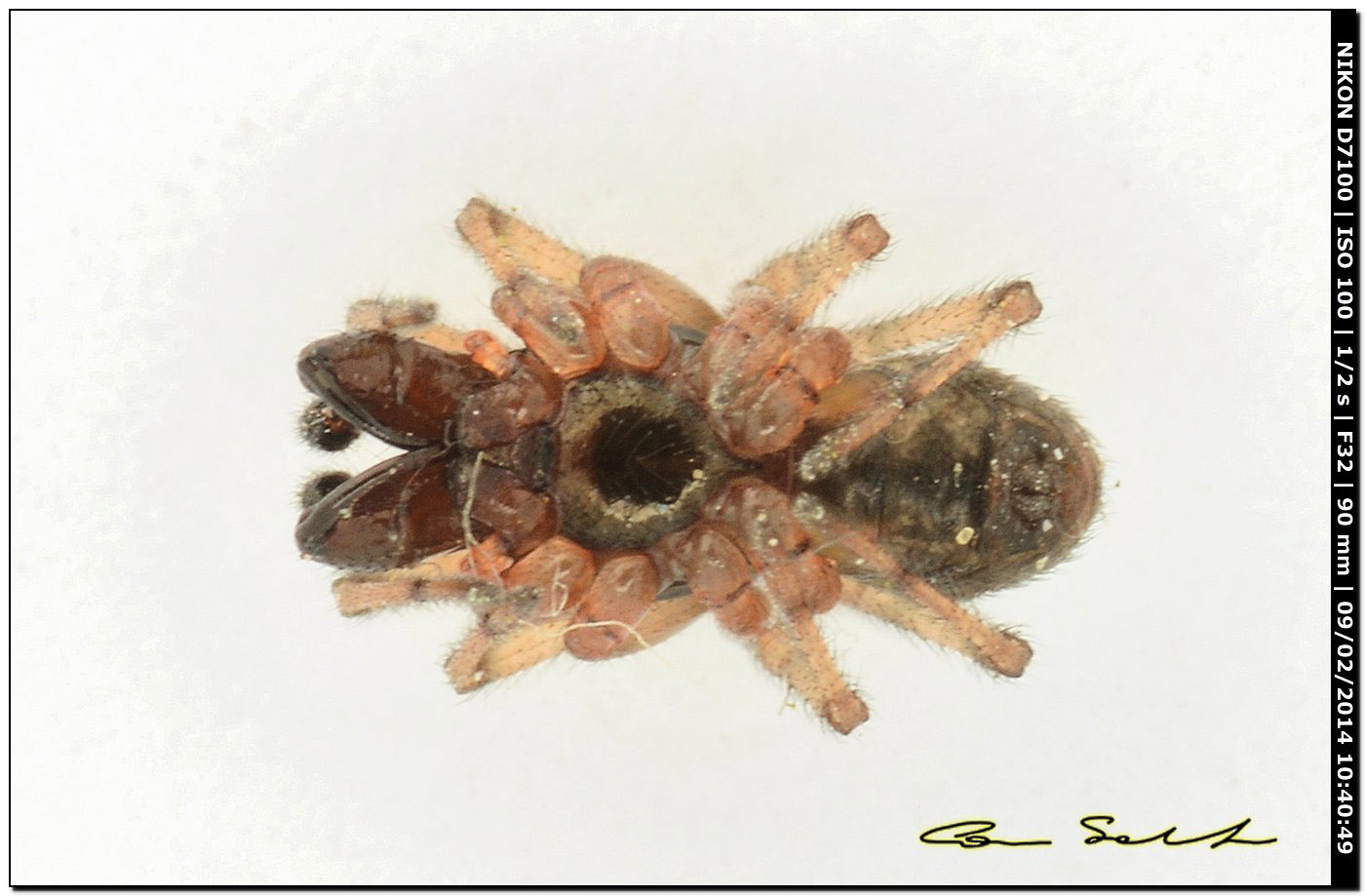 Maschio di Enoplognatha cfr mandibularis - Alghero (SS)